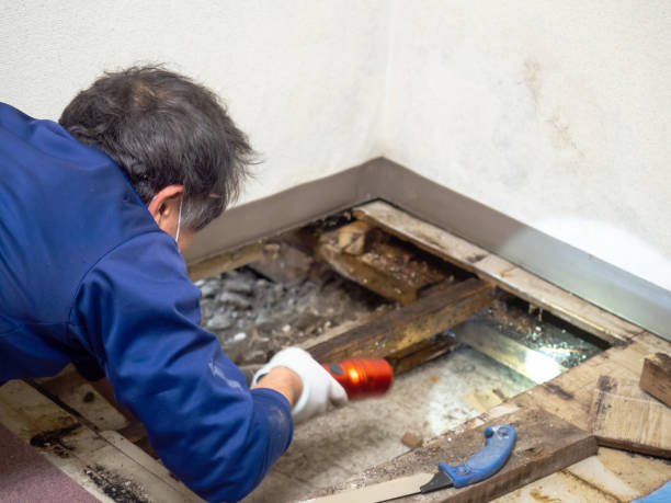 Best Fast Mold Removal  in Crescent City, FL