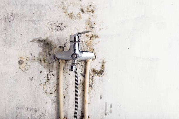 Best Mold Removal Near Me  in Crescent City, FL