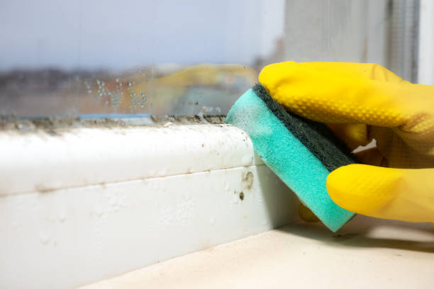Best Attic Mold Removal  in Crescent City, FL