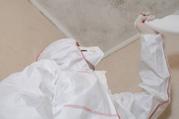 Best Local Mold Removal Service  in Crescent City, FL