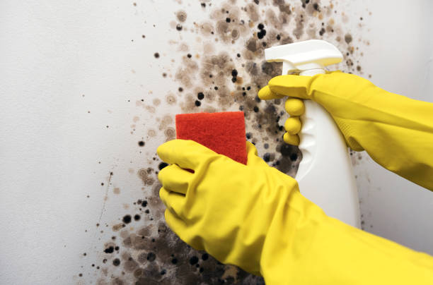 Attic Mold Removal in Crescent City, FL