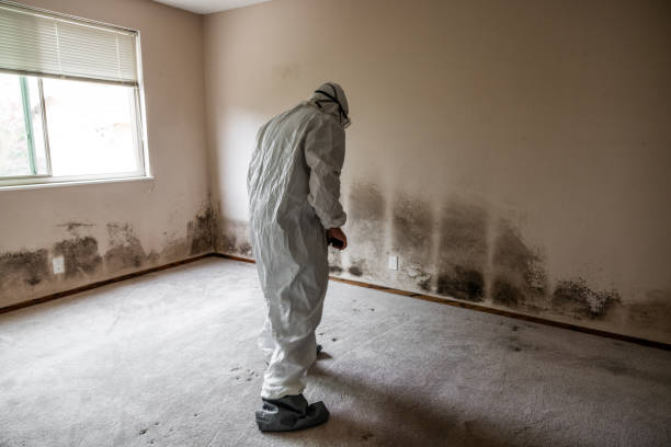 Best Mold Remediation Services  in Crescent City, FL