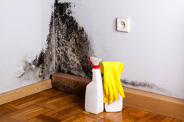 Best Office Mold Removal Services  in Crescent City, FL