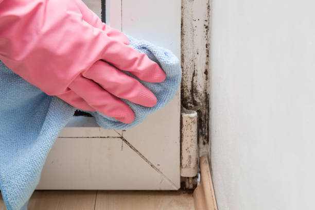 Best Mold Cleaning Services  in Crescent City, FL