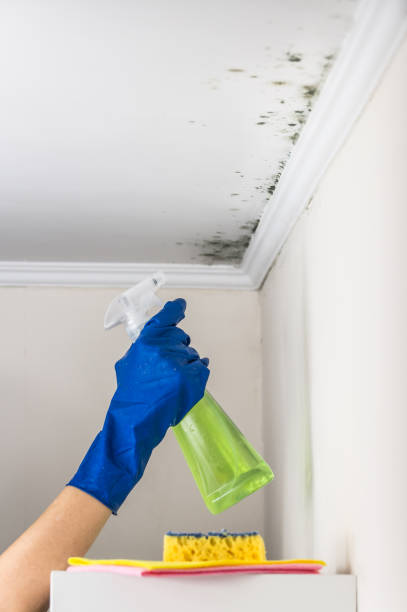 Crescent City, FL Mold Removal Company