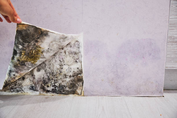 Best Attic Mold Removal  in Crescent City, FL